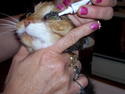 Obat Penyakit Mata Pada Kucing