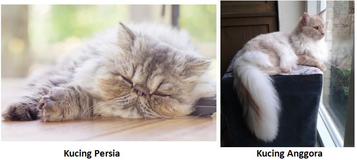 perbedaan kepribadian kucing persia dan anggora