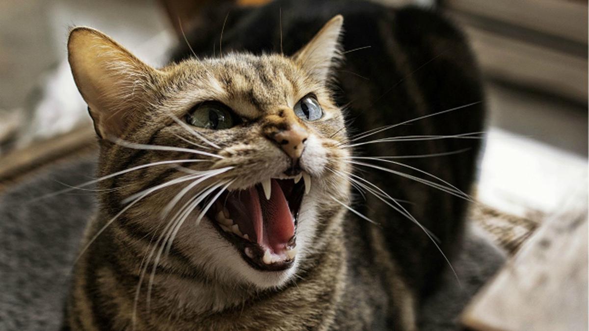 Peliharaan Kucing Paling Galak