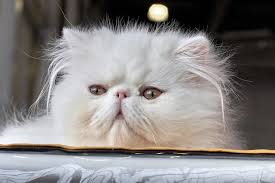 Jenis Kucing Paling Digemaskan