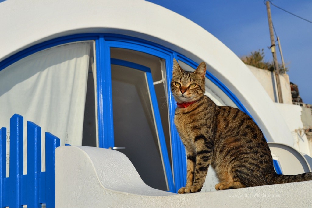 Peliharaan Kucing Terbaik